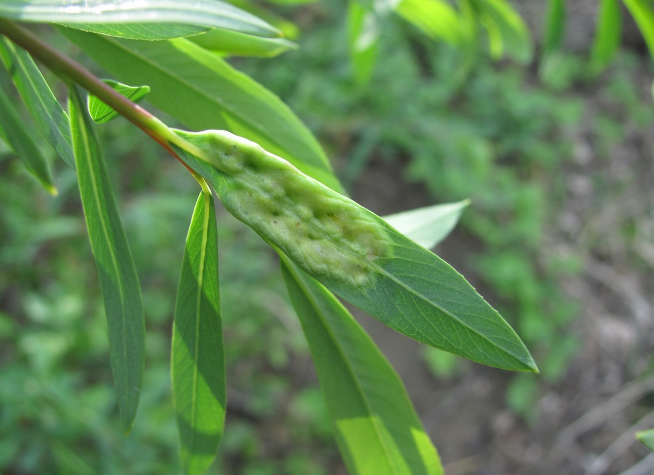 Image of Salix elbursensis specimen.