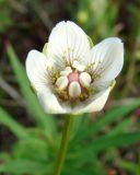 Parnassia palustris. Цветок. Якутия, Мирнинский р-н, окр. пос. Светлый, заболоченный участок. 09.07.2009.