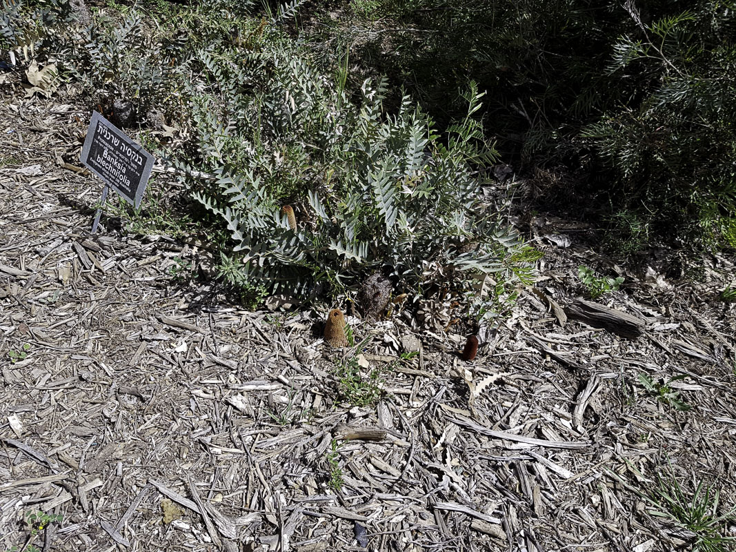 Image of Banksia blechnifolia specimen.