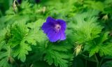 Geranium himalayense. Цветок, бутоны и листья. Пермский край, г. Пермь, Кировский р-н, клумба у жилого дома. 06.06.2018.