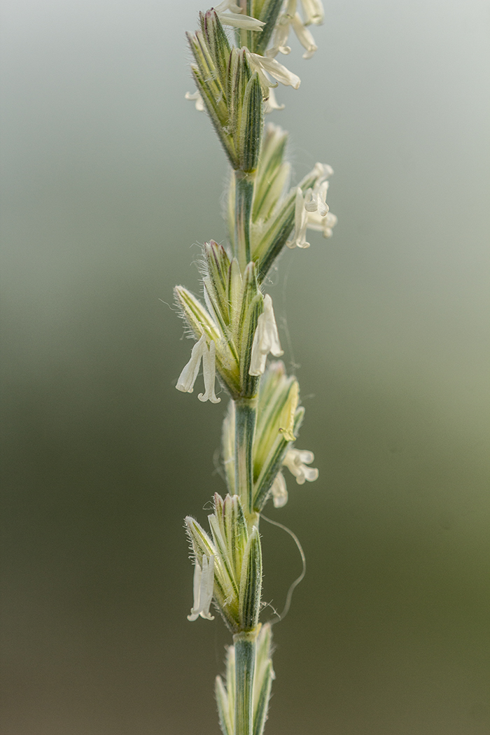 Image of Elytrigia trichophora specimen.