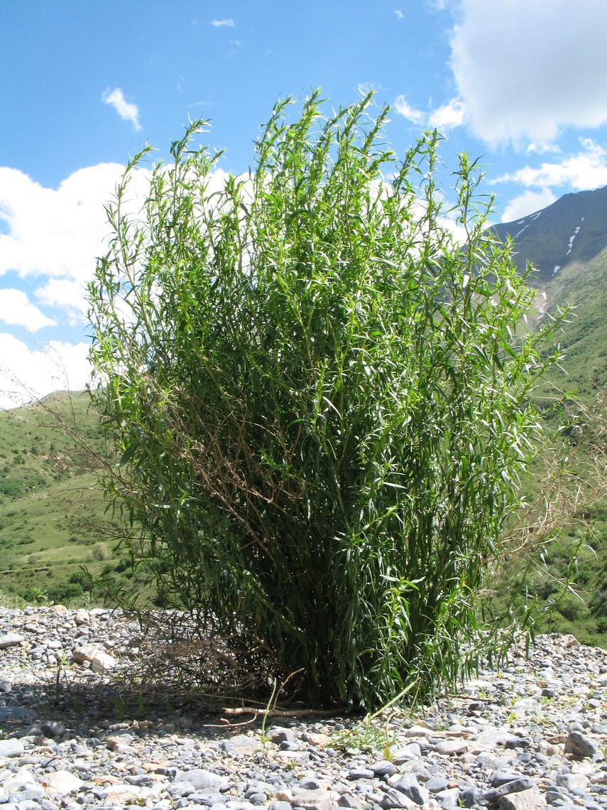 Изображение особи Artemisia dracunculus.