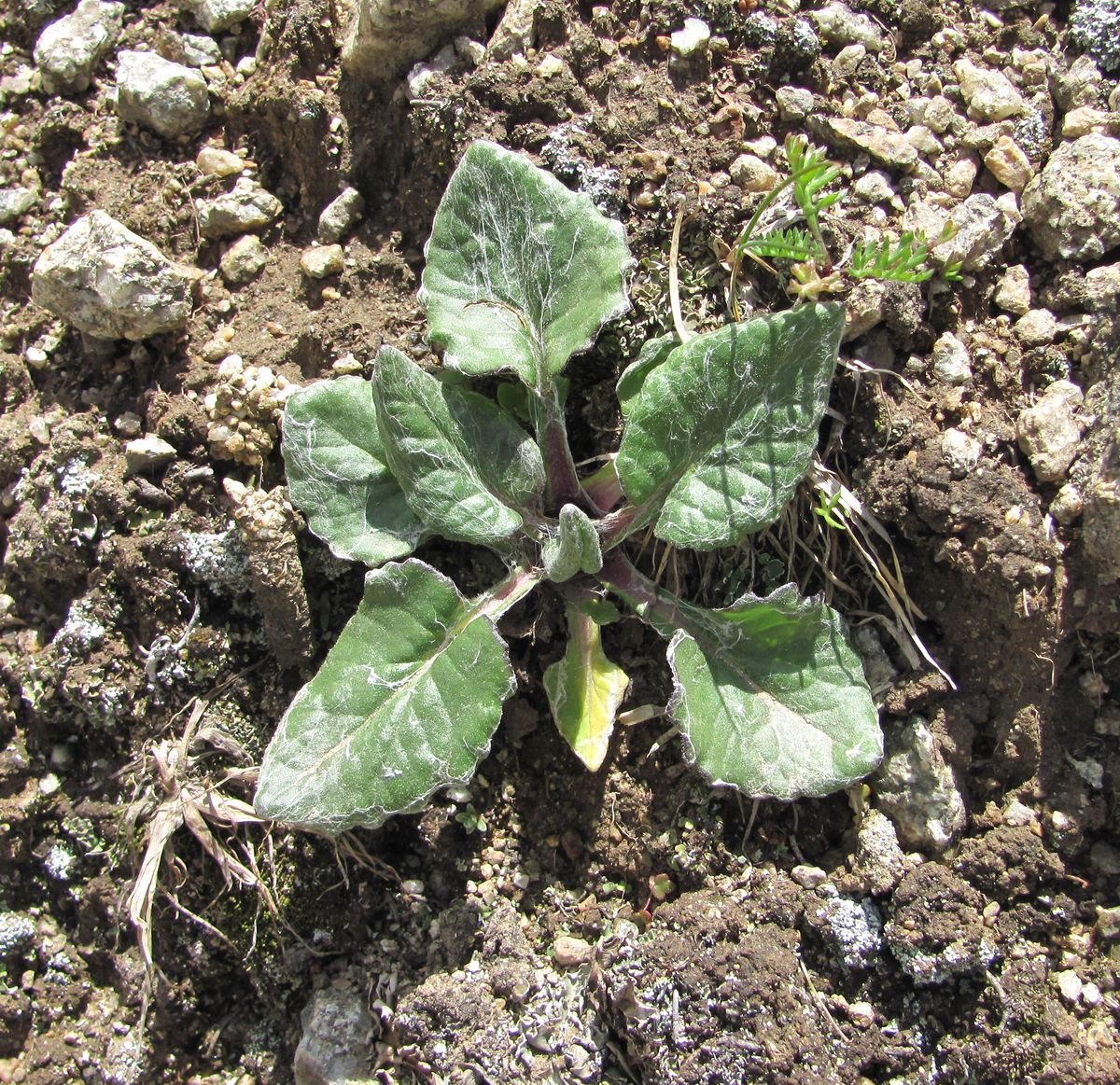 Image of Tephroseris karjaginii specimen.