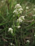 Galium saxatile. Верхушка цветущего побега. Нидерланды, провинция Drenthe, национальный парк Drentsche Aa, окр. деревни Oudemolen, вересковая пустошь. 13 июня 2010 г.