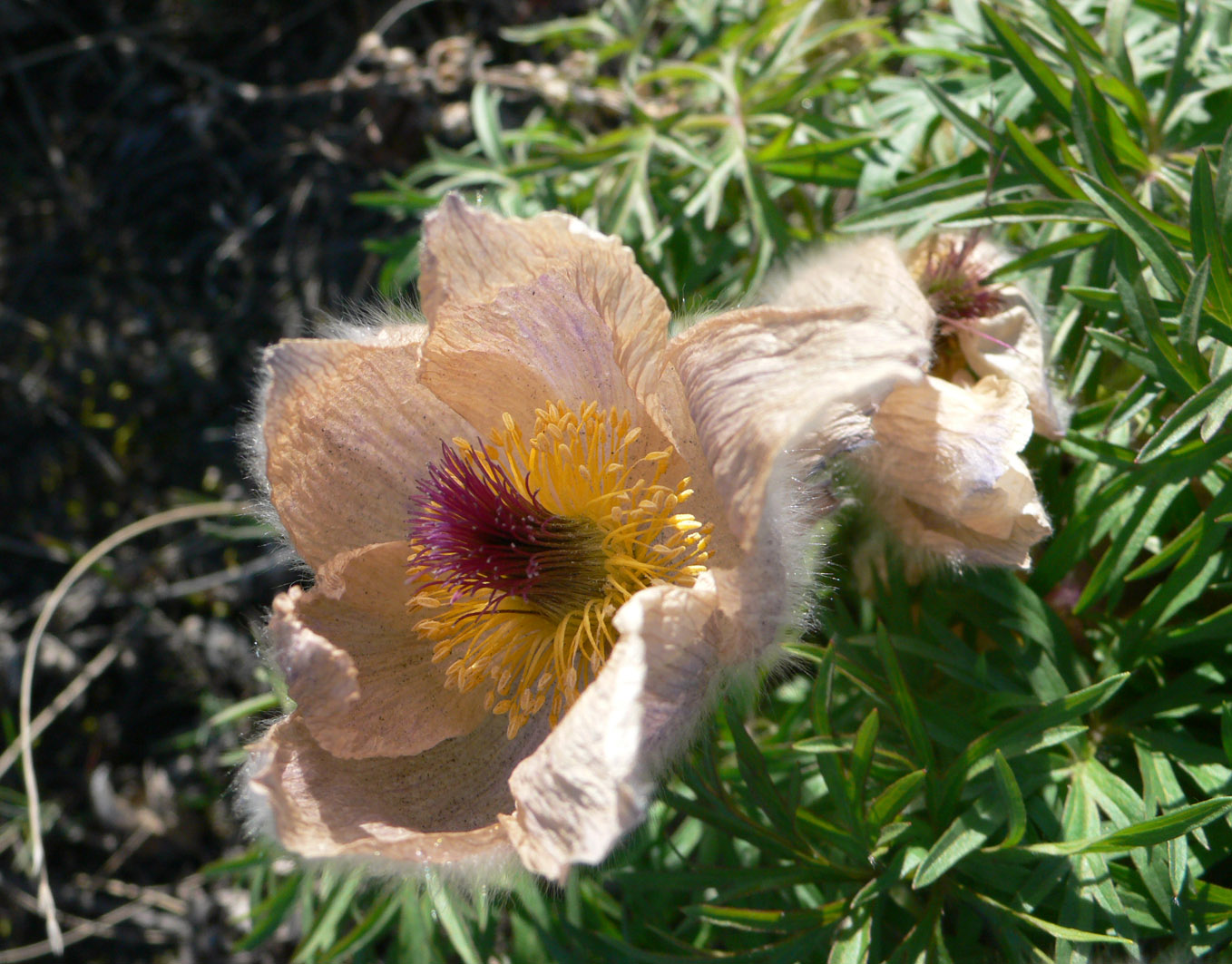 Image of Pulsatilla multifida specimen.