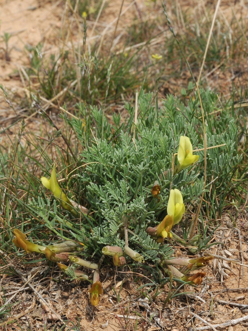 Изображение особи Astragalus dianthus.