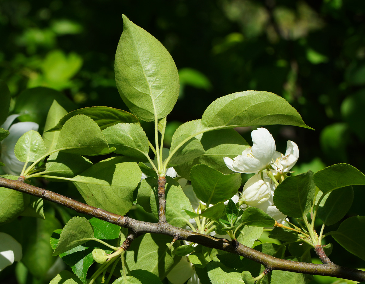 Image of Malus prunifolia specimen.