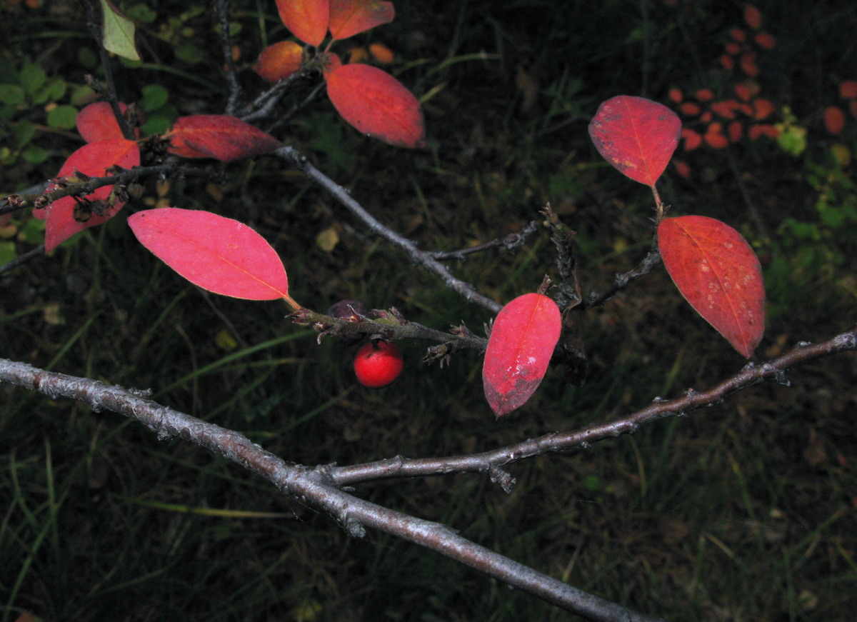 Image of Cotoneaster tjulinae specimen.