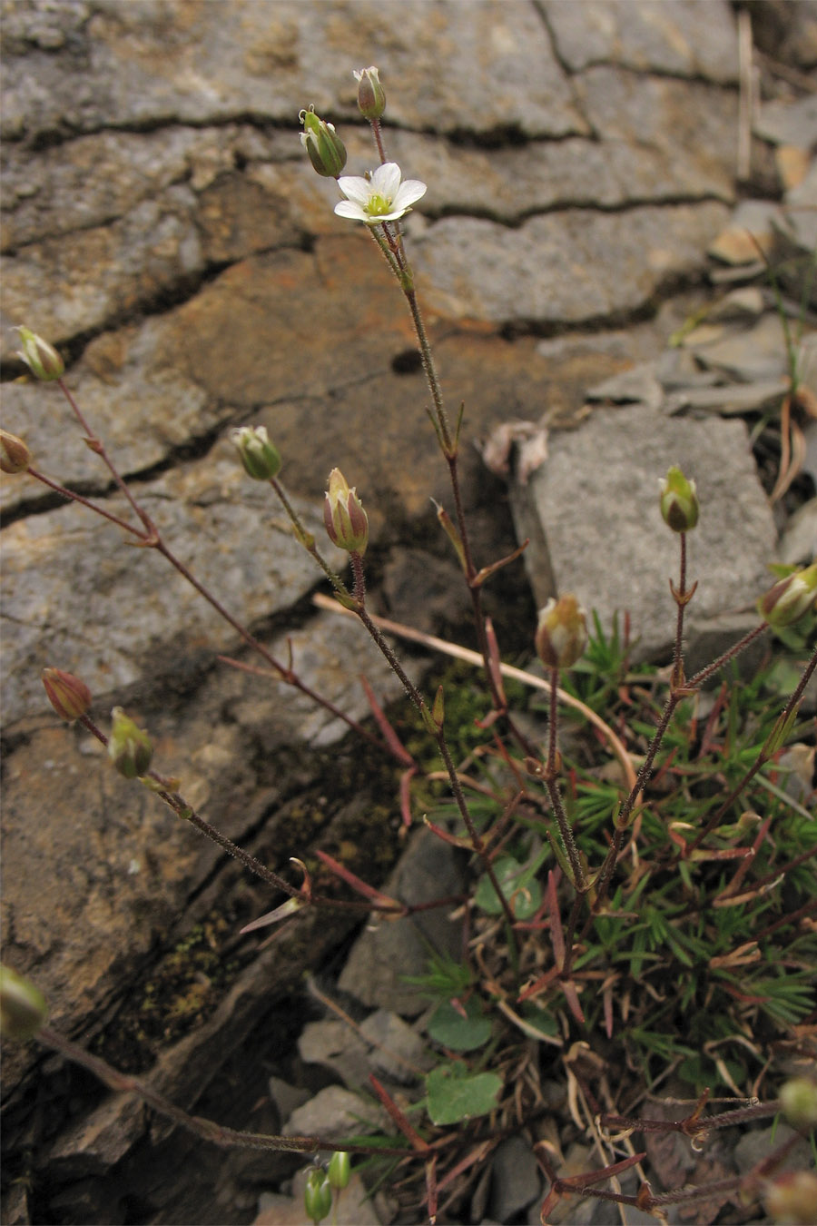 Image of Minuartia pauciflora specimen.