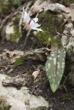 Erythronium caucasicum