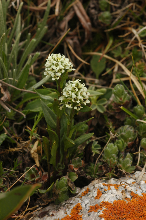 Image of Eutrema edwardsii specimen.