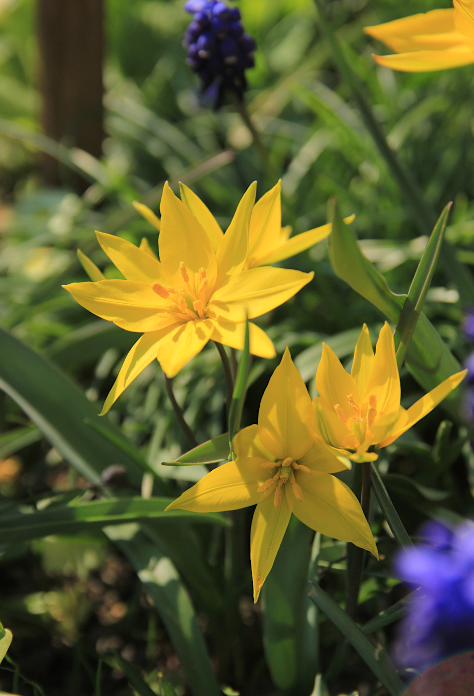 Image of Tulipa australis specimen.