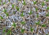 Gypsophila tenuifolia. Верхушки начинающих вегетацию побегов. Дагестан, Левашинский р-н, окр. с. Леваши, ок. 1400 м н.у.м., скальный выход. 26.04.2019.