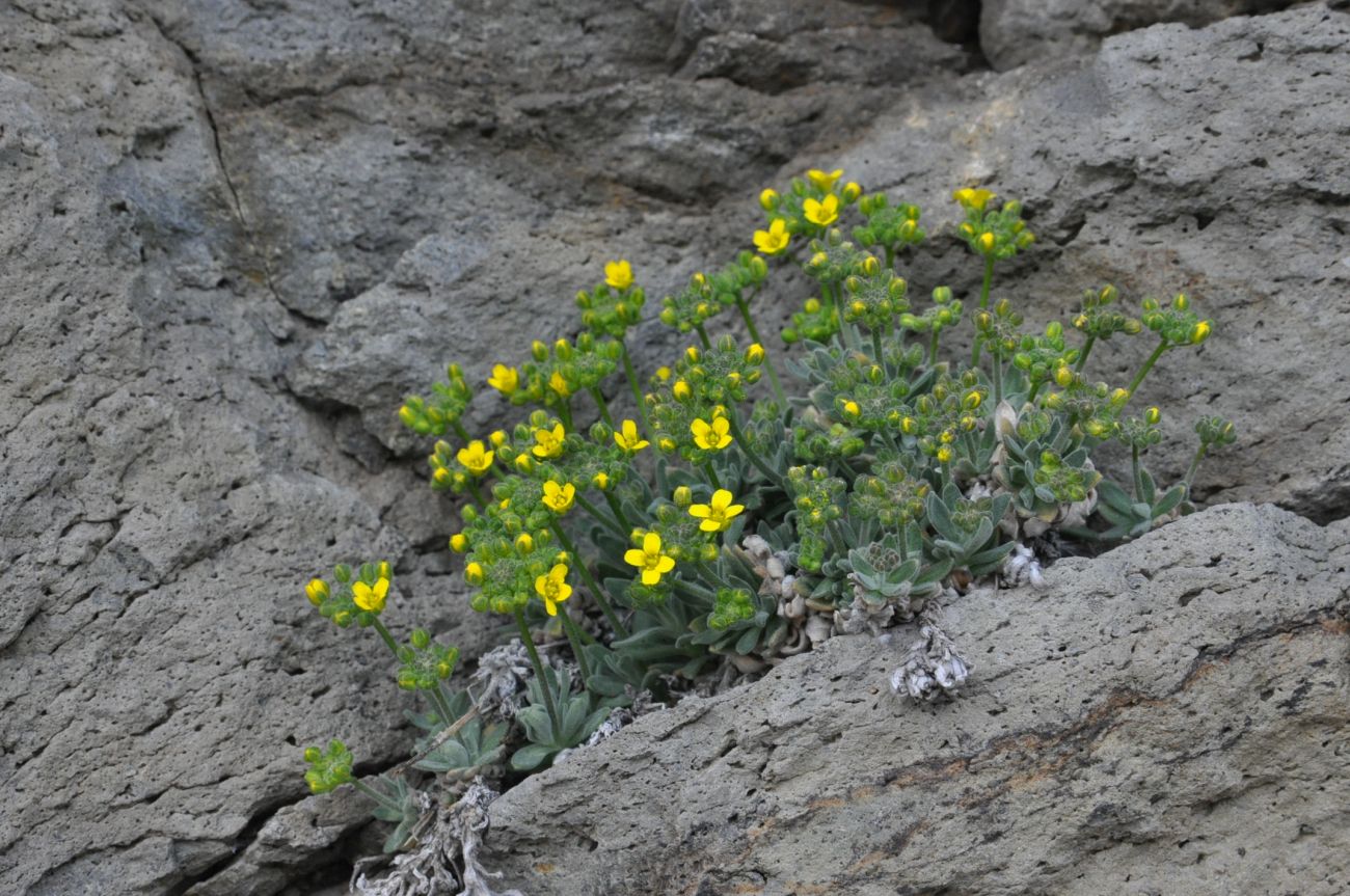 Image of Draba rosularis specimen.