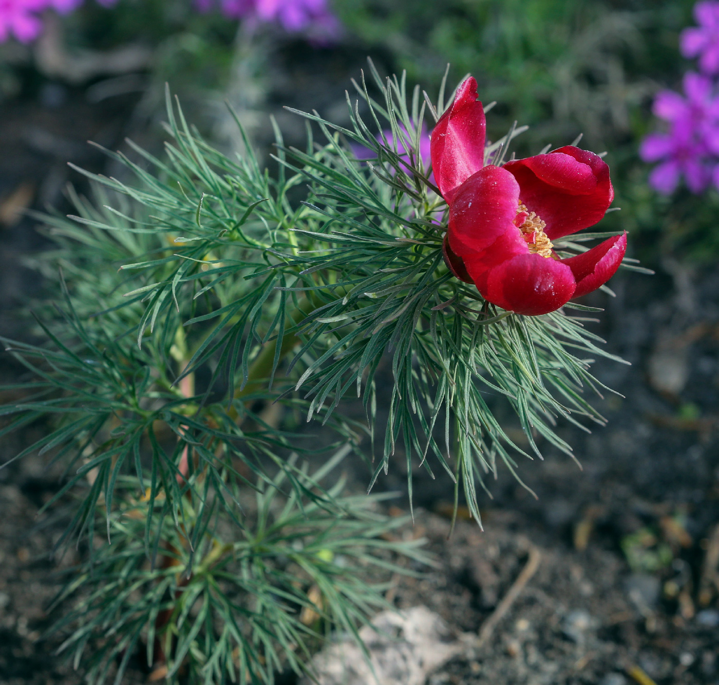 Image of Paeonia tenuifolia specimen.