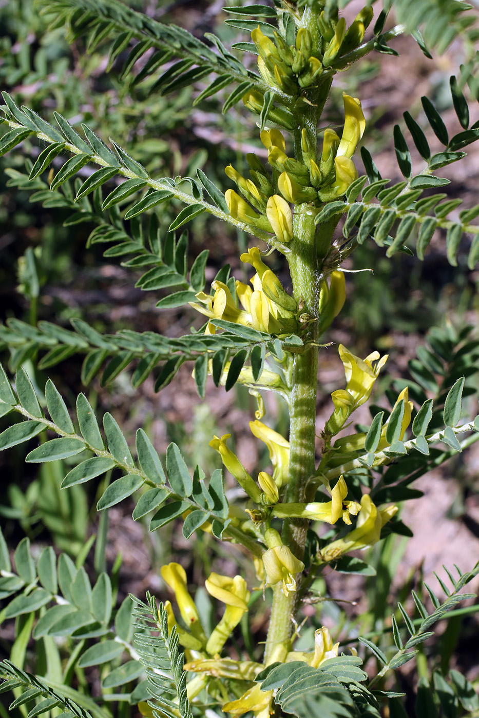 Изображение особи Astragalus turkestanus.