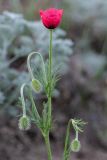 Papaver hybridum