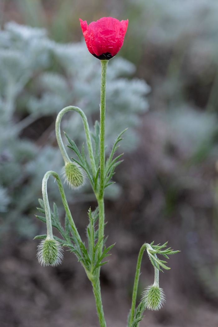 Изображение особи Papaver hybridum.