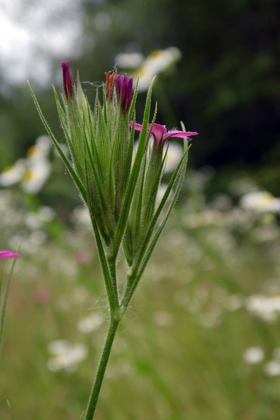 Image of Dianthus armeria specimen.