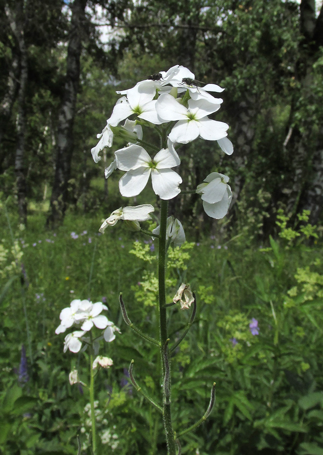 Image of Hesperis sibirica ssp. pseudonivea specimen.