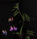 Смотреть изображение Lathyrus pilosus