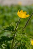 Pulsatilla aurea