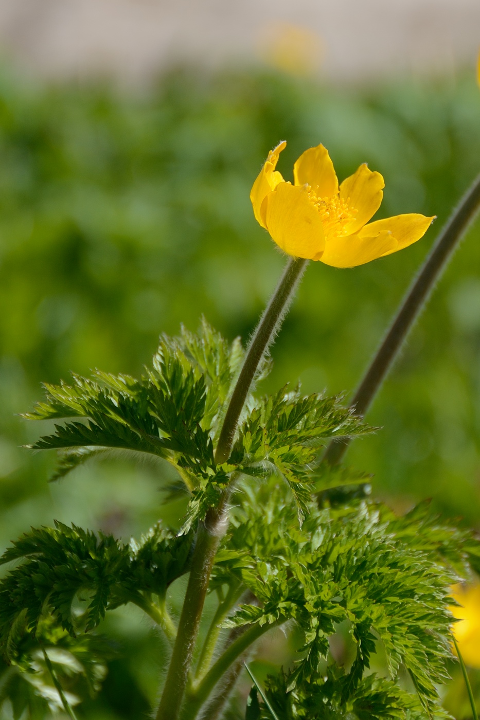 Изображение особи Pulsatilla aurea.