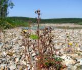 Cochlearia officinalis. Верхушка плодоносящего растения (рядом произрастают Mertensia maritima, Honckenya oblongifolia, Potentilla fragiformis). Магаданская обл., Ольский р-н, окр. пгт Ола, вблизи устья р. Ола, на галечнике зарастающей протоки. 12.07.2019.