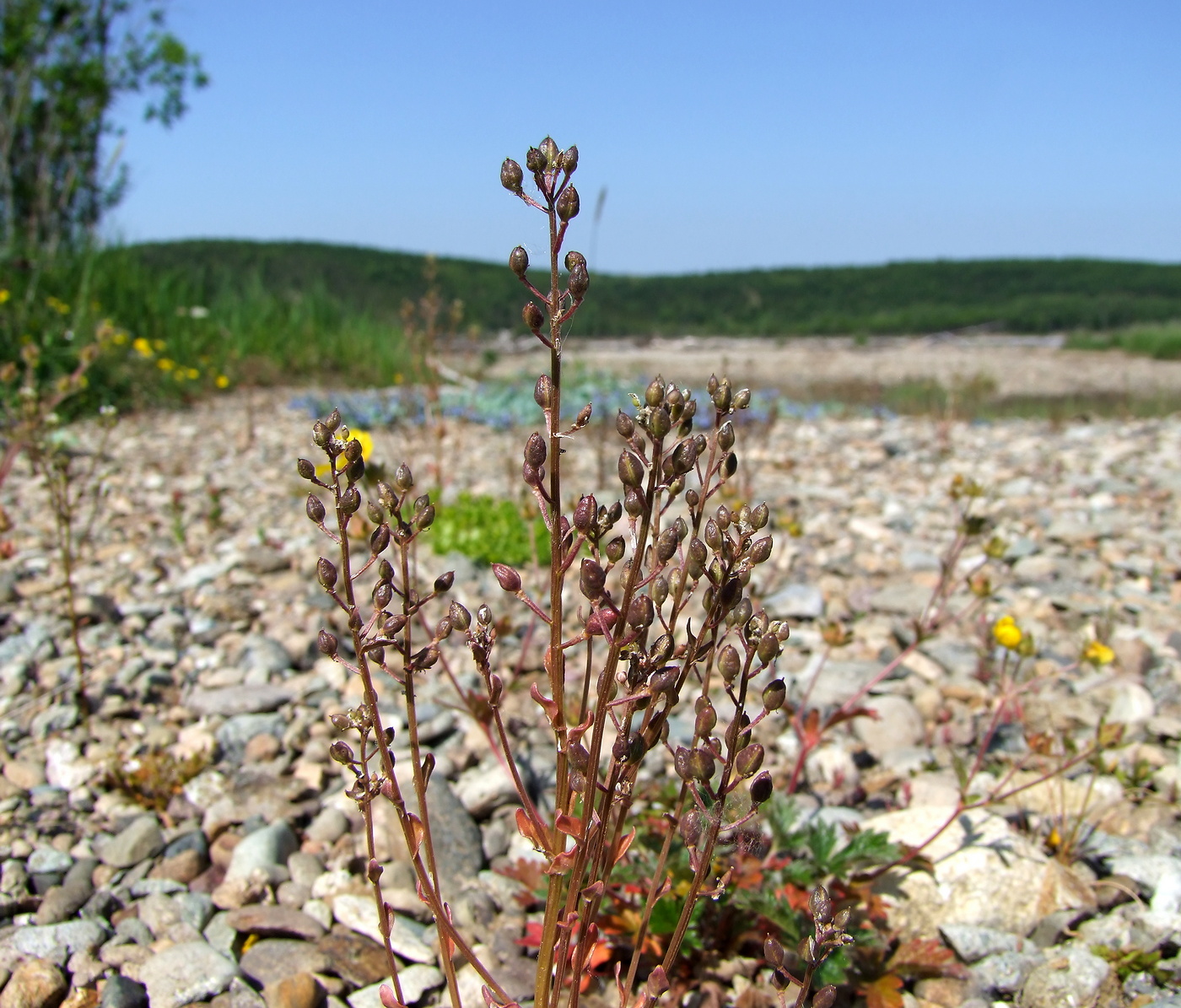 Изображение особи Cochlearia officinalis.