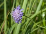 Knautia arvensis