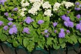 Ageratum houstonianum