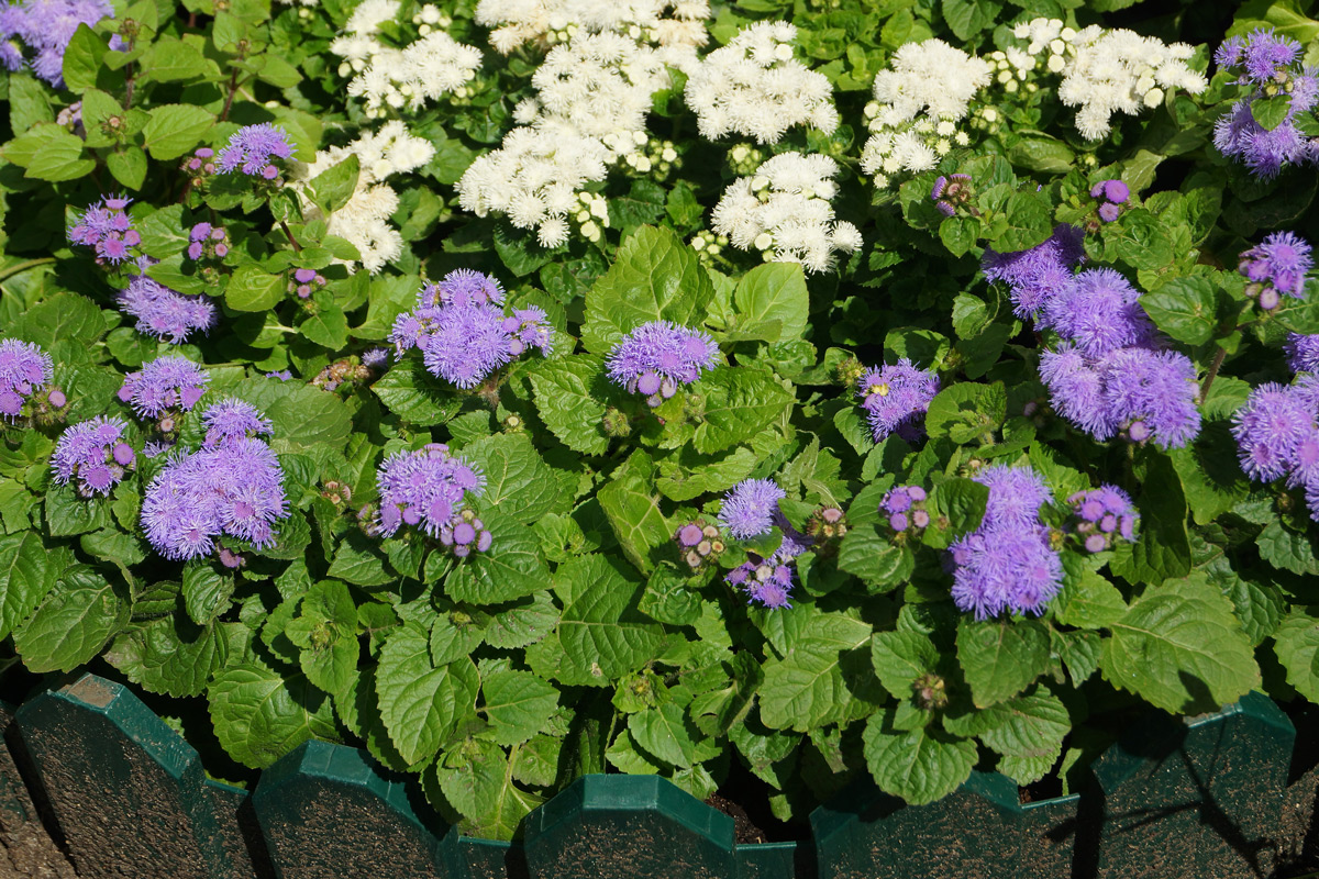 Изображение особи Ageratum houstonianum.