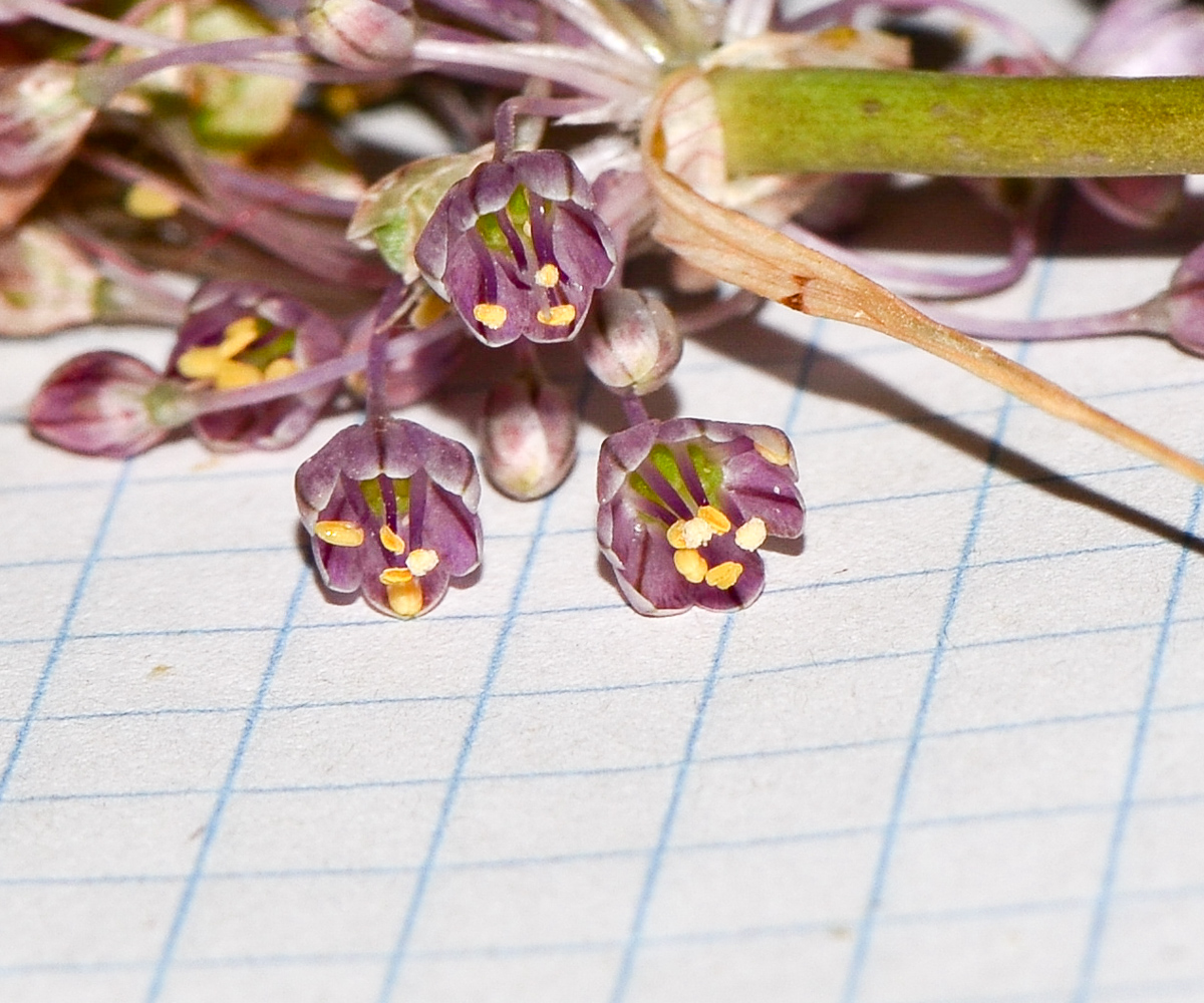 Изображение особи Allium daninianum.