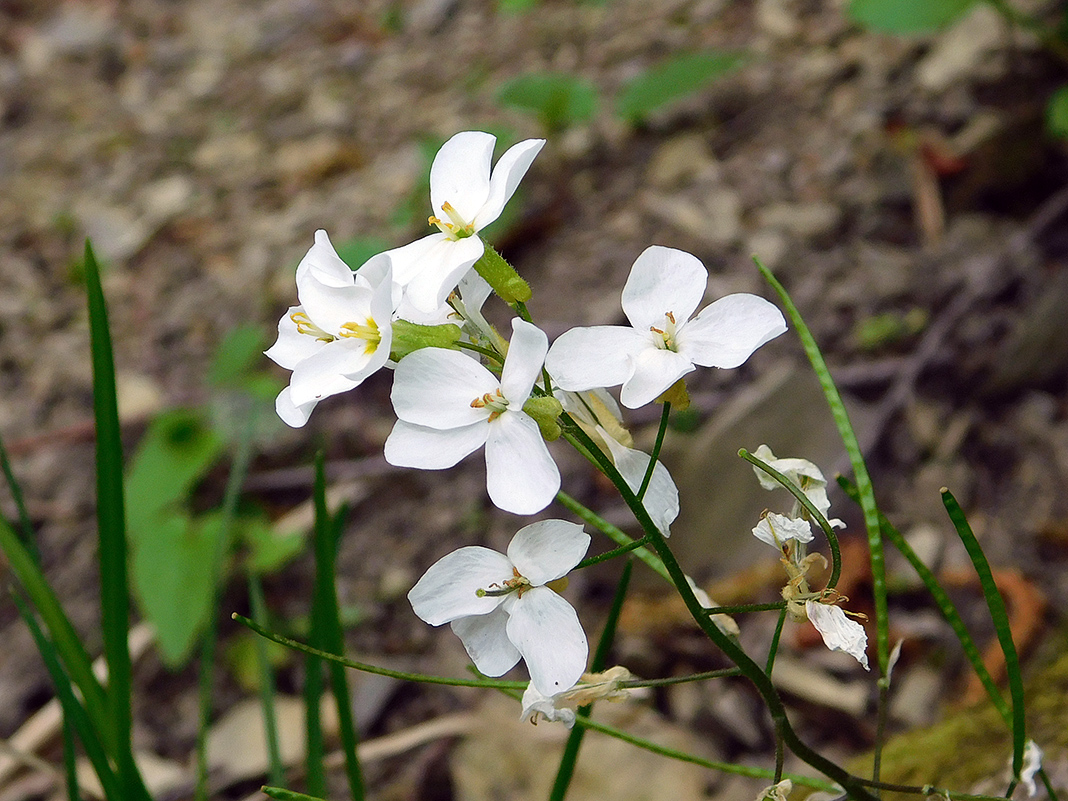 Image of Arabis caucasica specimen.