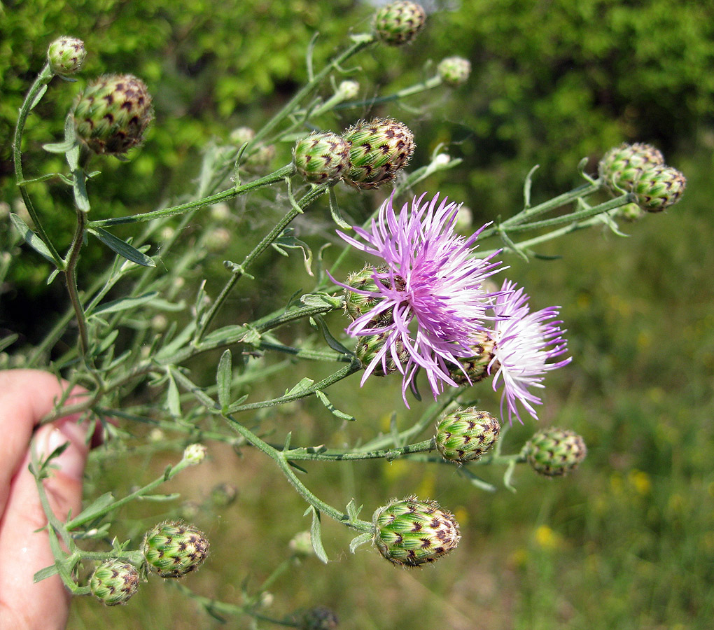 Image of Centaurea stoebe specimen.