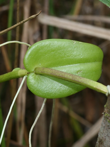 Image of Thrixspermum amplexicaule specimen.