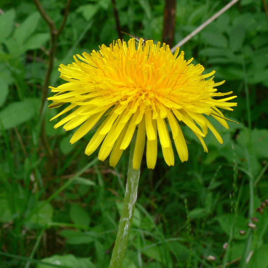 Изображение особи Taraxacum officinale.