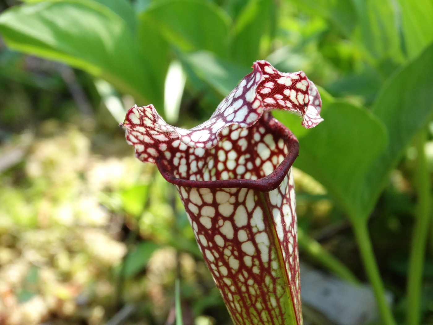 Image of Sarracenia leucophylla specimen.