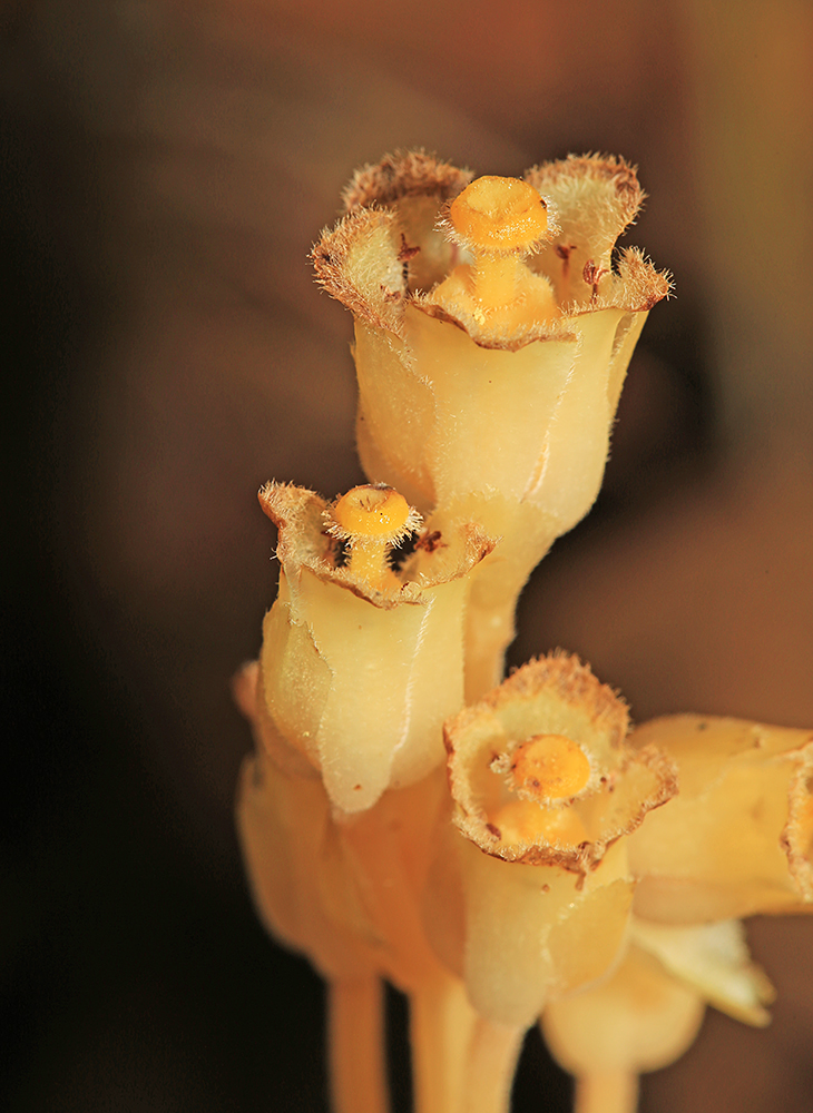 Изображение особи Hypopitys monotropa.