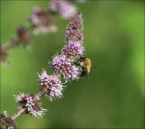 род Mentha. Соцветие с питающимся шмелем (Bombus hypnorum). Московская обл., Раменский р-н, окр. дер. Хрипань, садовый участок. 17.08.2020.