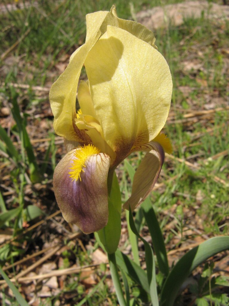 Изображение особи Iris reichenbachii.