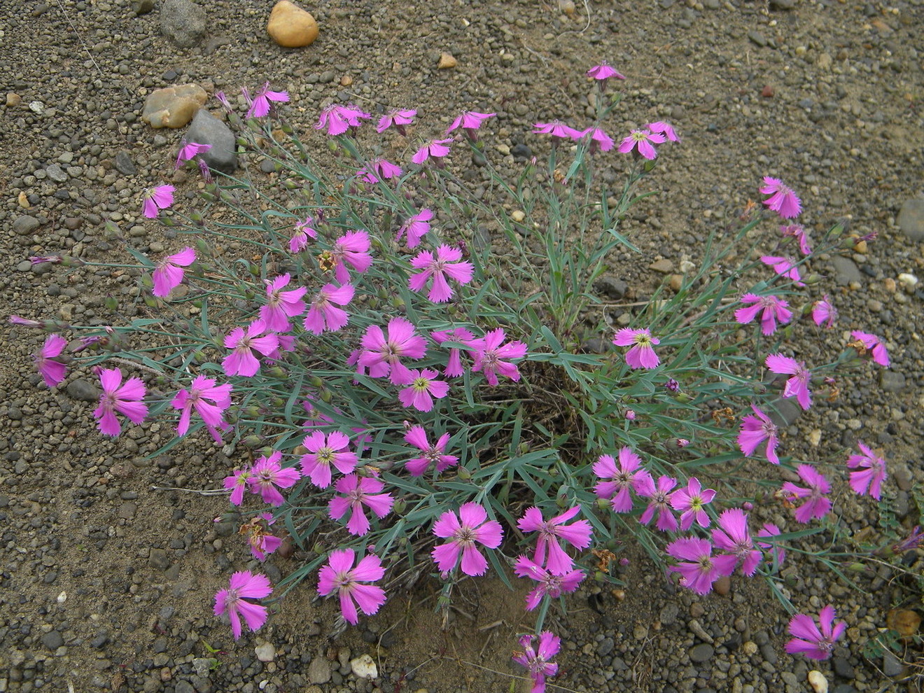 Изображение особи Dianthus repens.