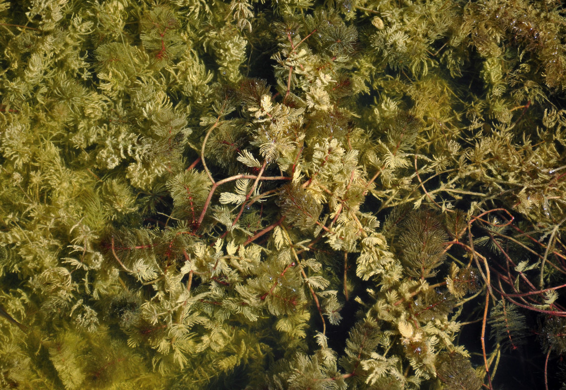 Image of Myriophyllum spicatum specimen.