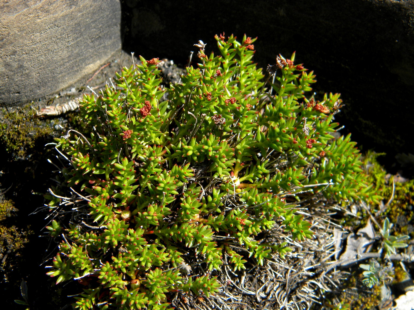 Image of Rhodiola coccinea specimen.