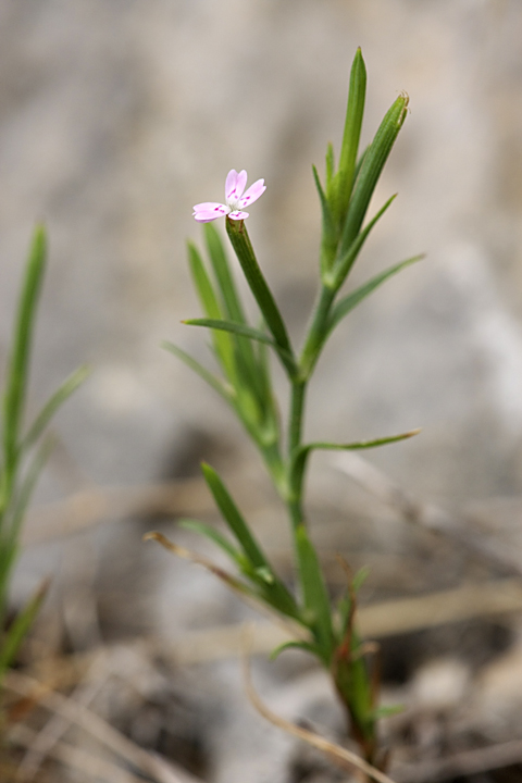 Image of Velezia rigida specimen.