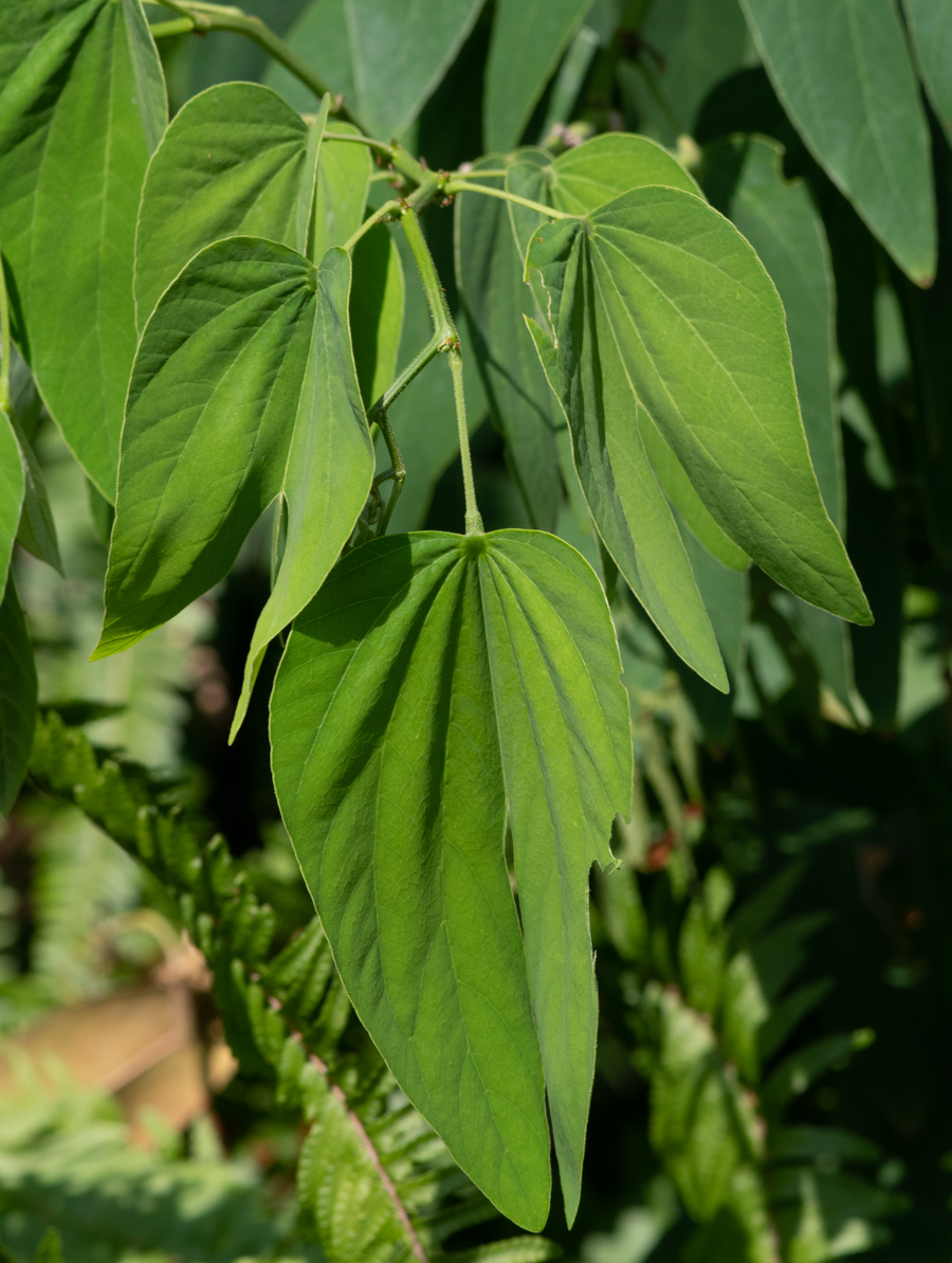 Изображение особи Bauhinia bowkeri.