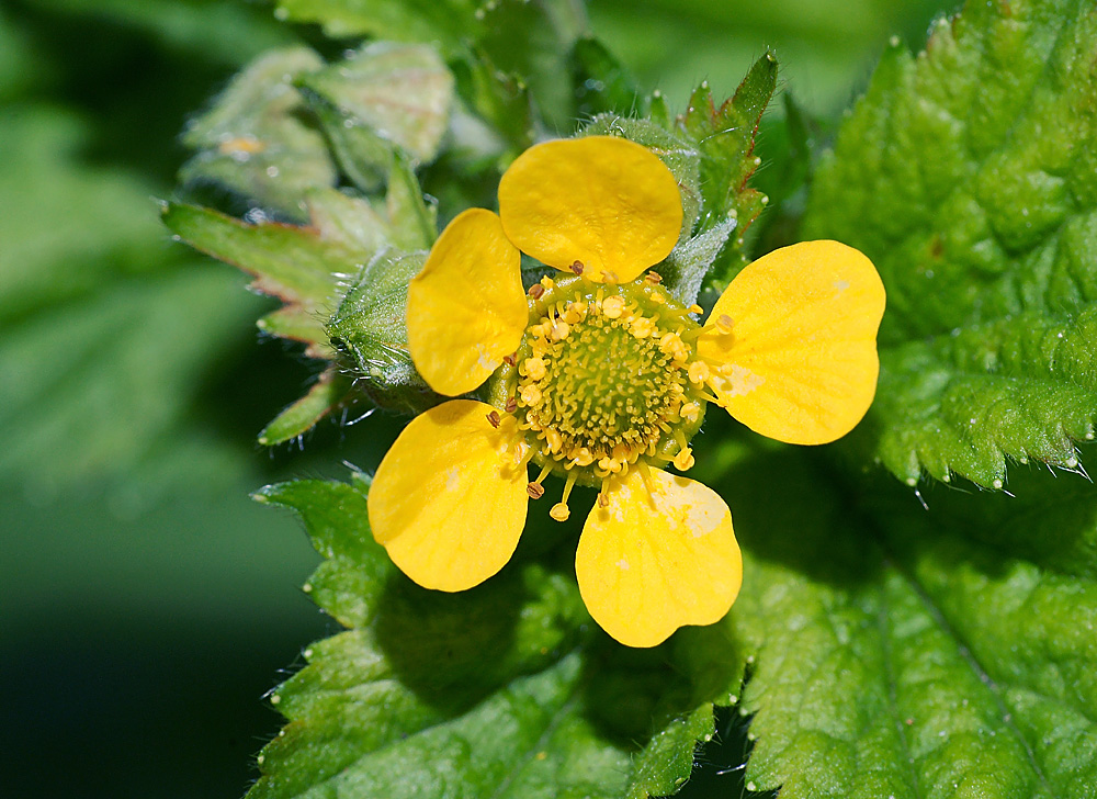 Image of Geum macrophyllum specimen.