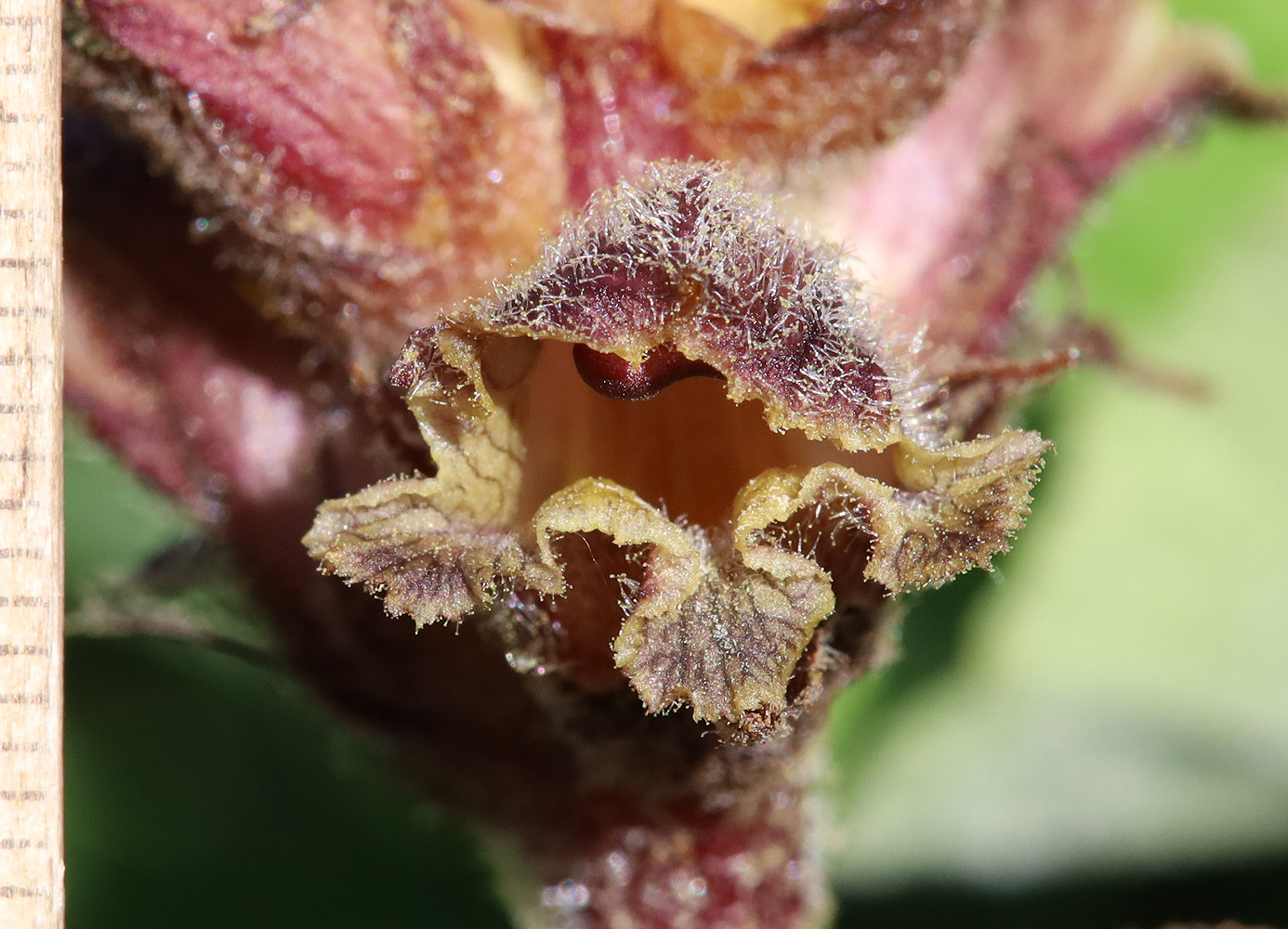 Image of Orobanche owerinii specimen.