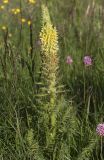 Pedicularis condensata. Верхушка цветущего и плодоносящего растения. Карачаево-Черкесия, Карачаевский р-н, плато Бичесын, верховья р. Экиара, около 2000 м н.у.м., субальпийский луг. 12.07.2021.