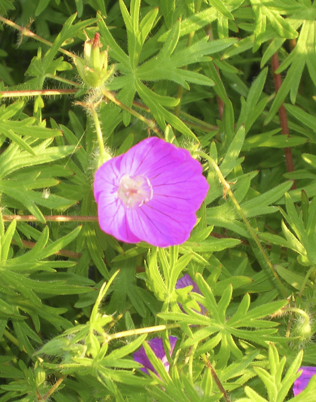 Изображение особи Geranium sanguineum.